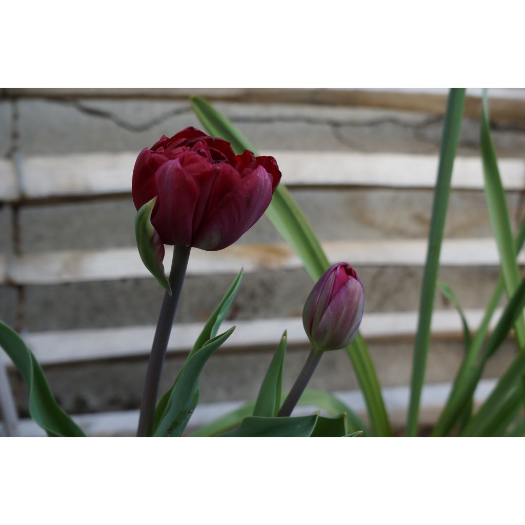 Myöhäinen kerrottu tulppaani Black Héro