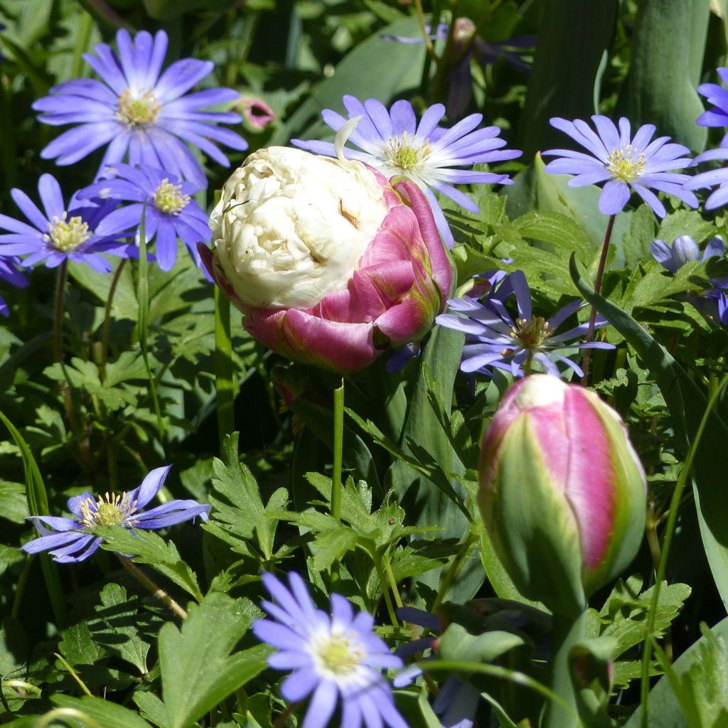Myöhäinen kerrottu tulppaani Ice Cream
