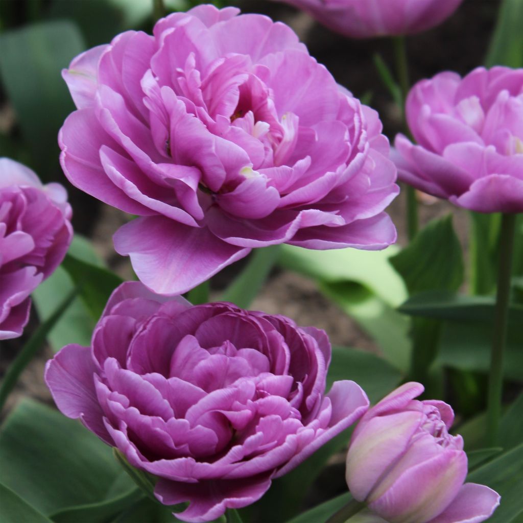 Myöhäinen kerrottu tulppaani Lilac Perfection