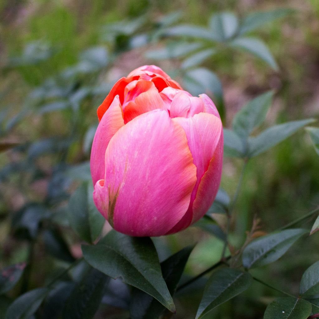 Myöhäinen kerrottu tulppaani Menton Unique