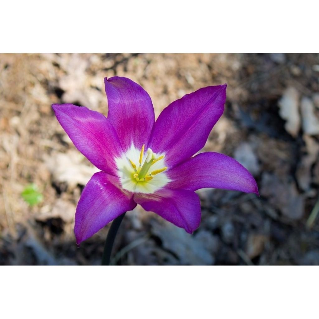 Liljatulppaani Burgundy