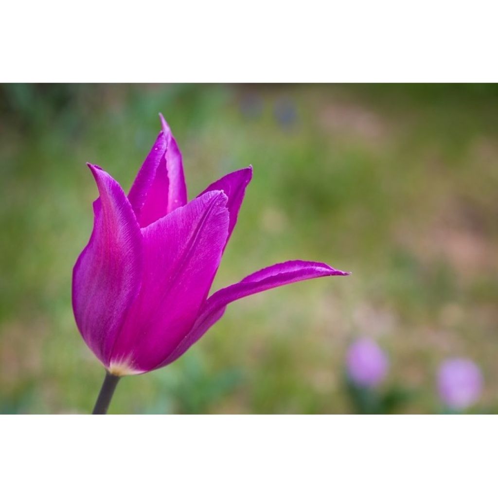 Liljatulppaani Burgundy