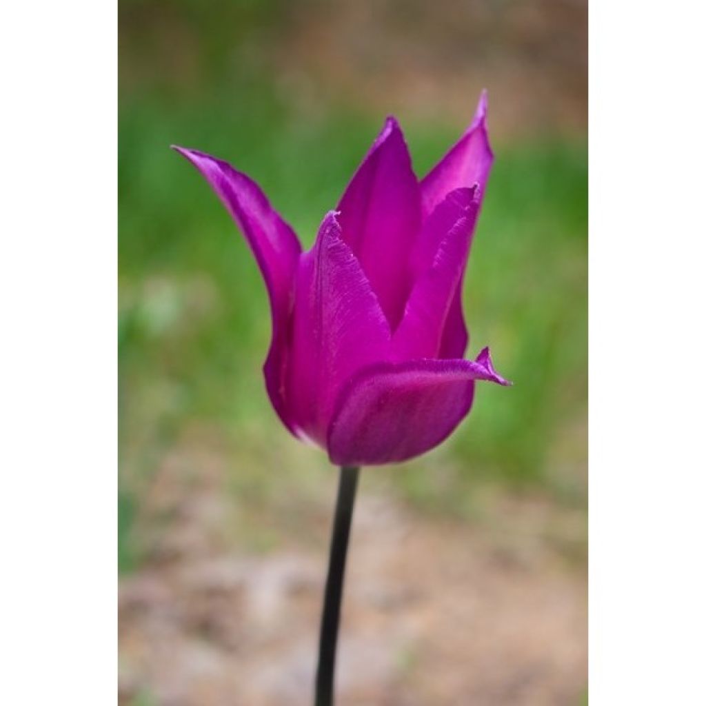 Liljatulppaani Burgundy