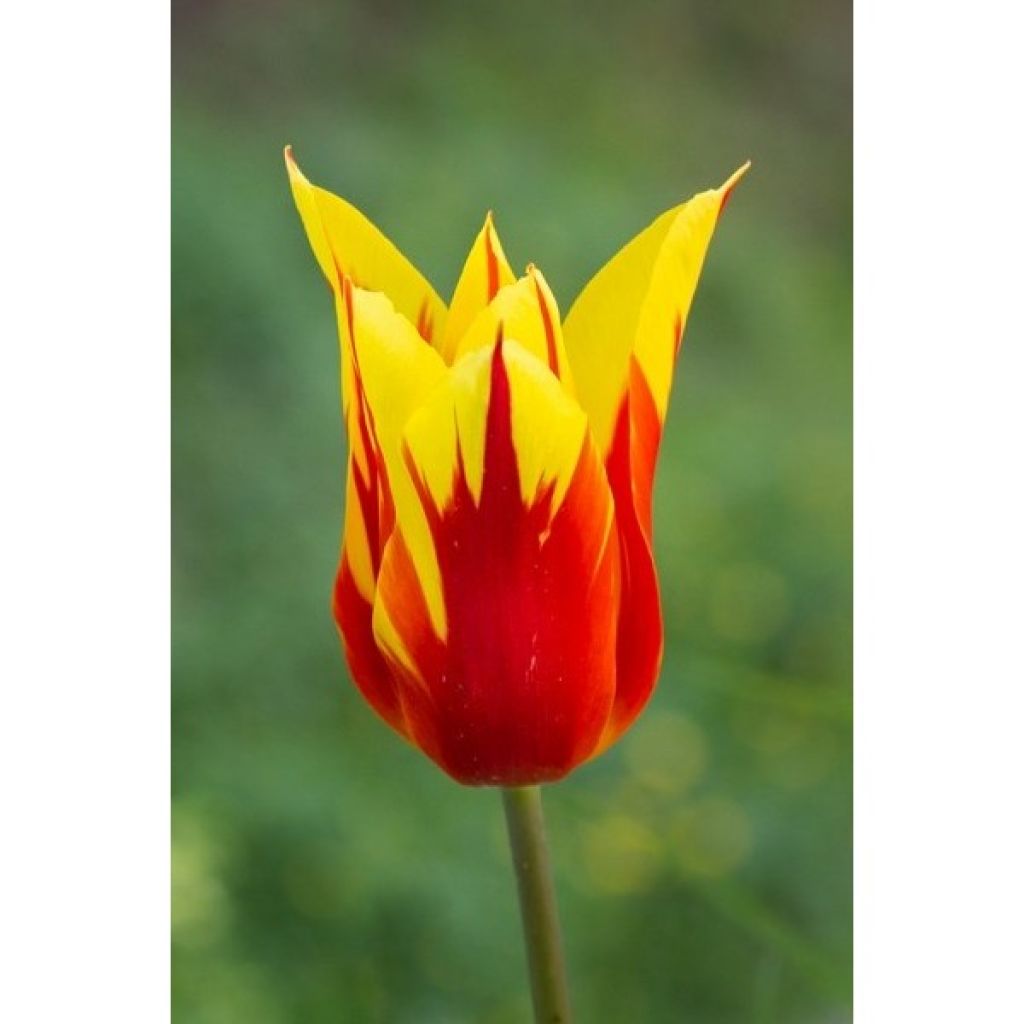 Liljatulppaani Fire Wings