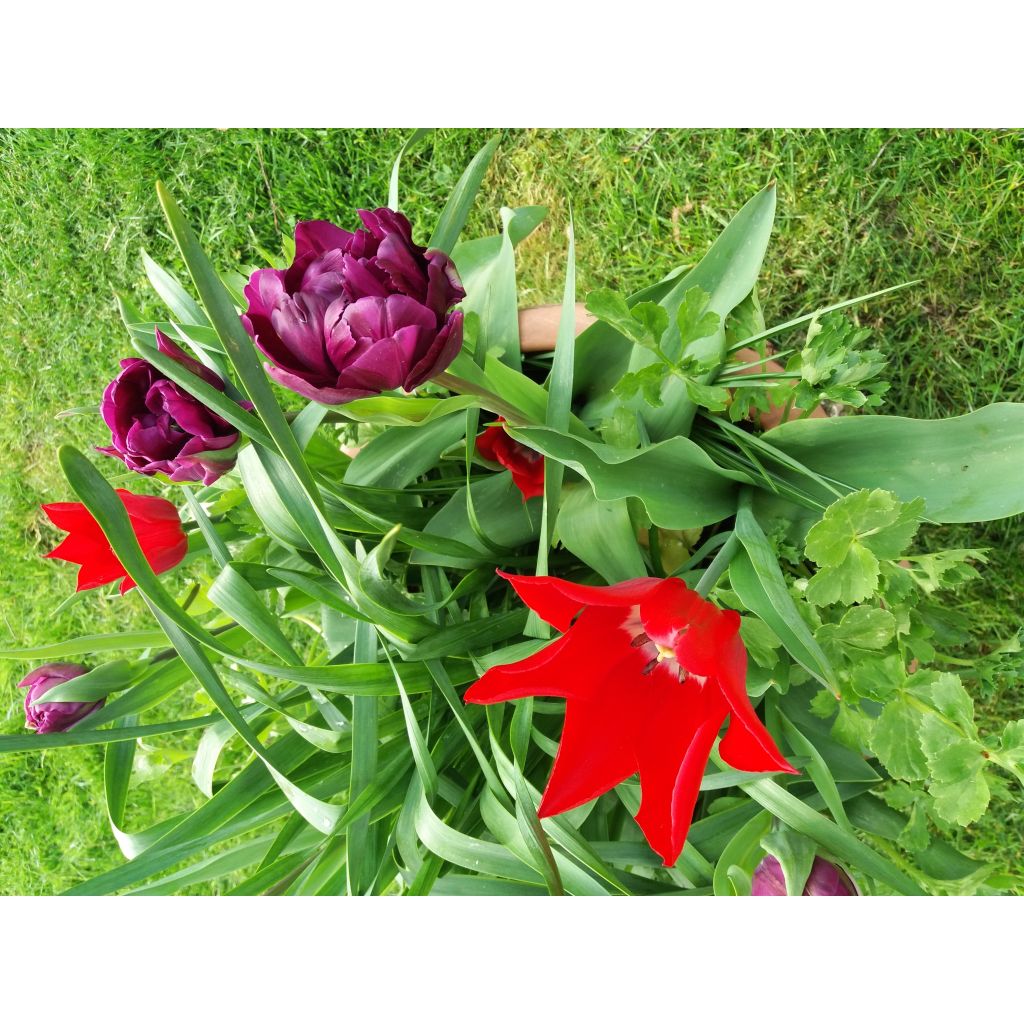 Liljatulppaani Red Shine