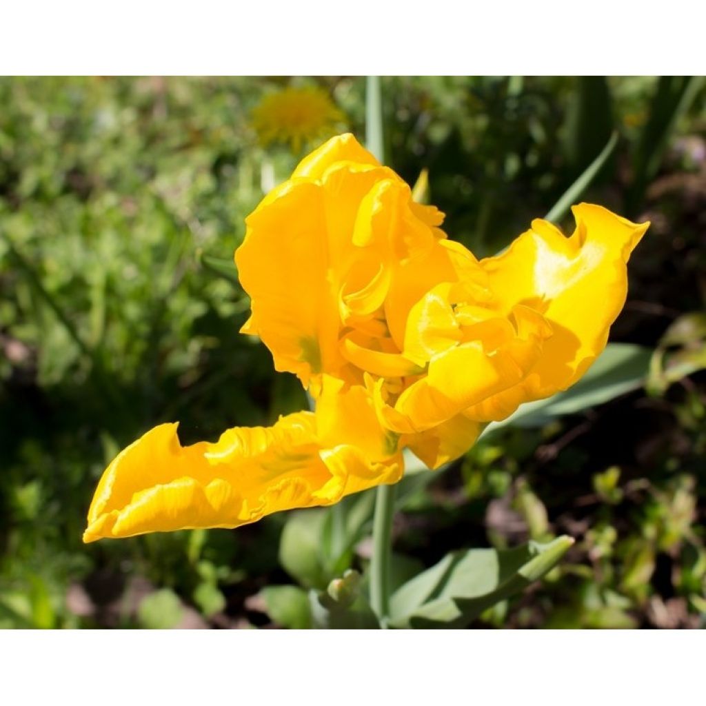Papukaijatulppaani Yellow Sun