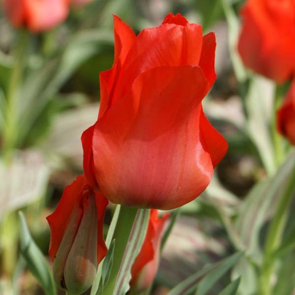 Greigii-tulppaani Petit Chaperon Rouge