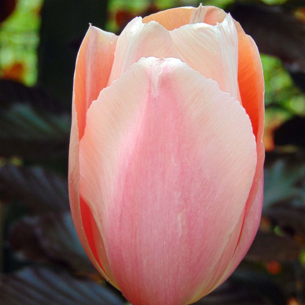 Varhainen yksinkertainen tulppaani Apricot Beauty