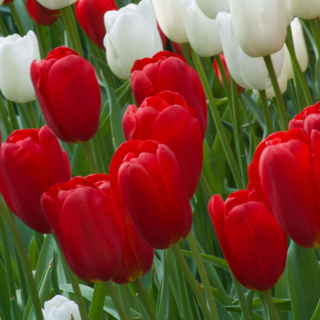 Myöhäinen yksinkertainen tulppaani Sky High Scarlet