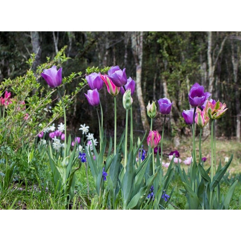 Myöhäinen yksinkertainen tulppaani Violet Beauty