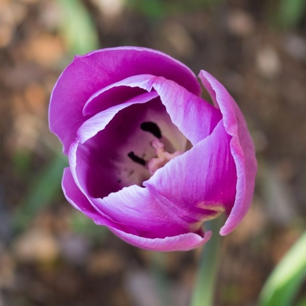 Myöhäinen yksinkertainen tulppaani Violet Beauty