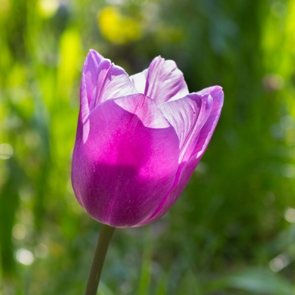 Myöhäinen yksinkertainen tulppaani Violet Beauty