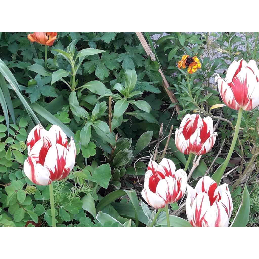 Myöhäinen yksinkertainen tulppaani World Expression