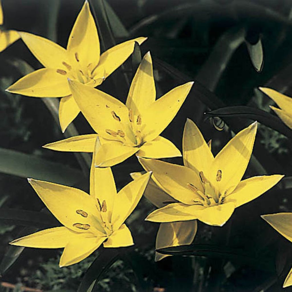 Metsätulppaani - Tulipa sylvestris