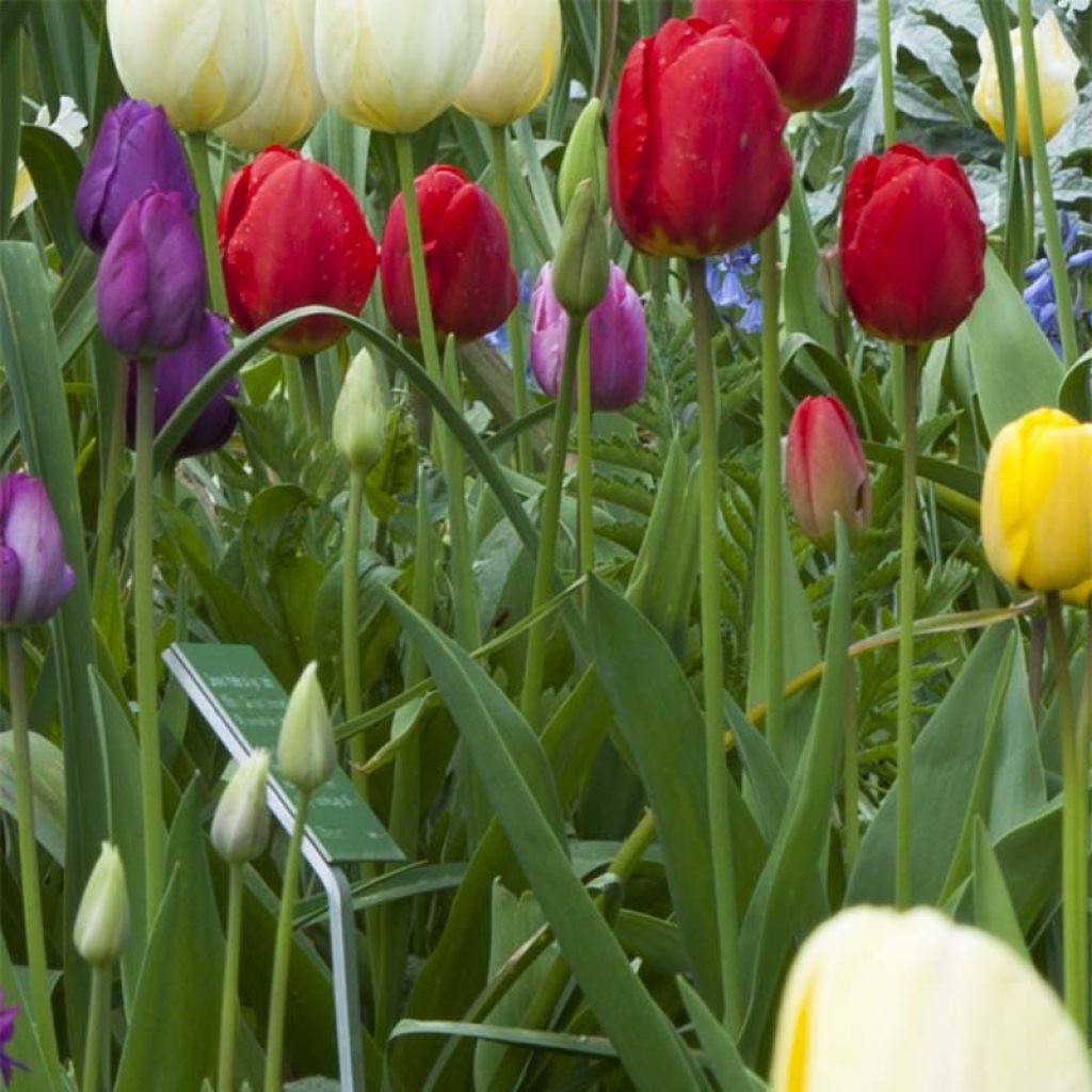 Triumftulppaani Ile de France