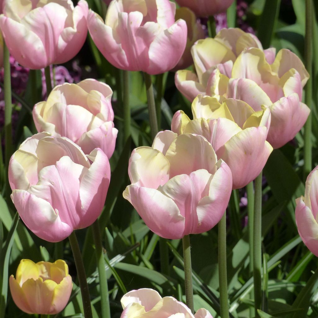 Triumftulppaani Mango Charm