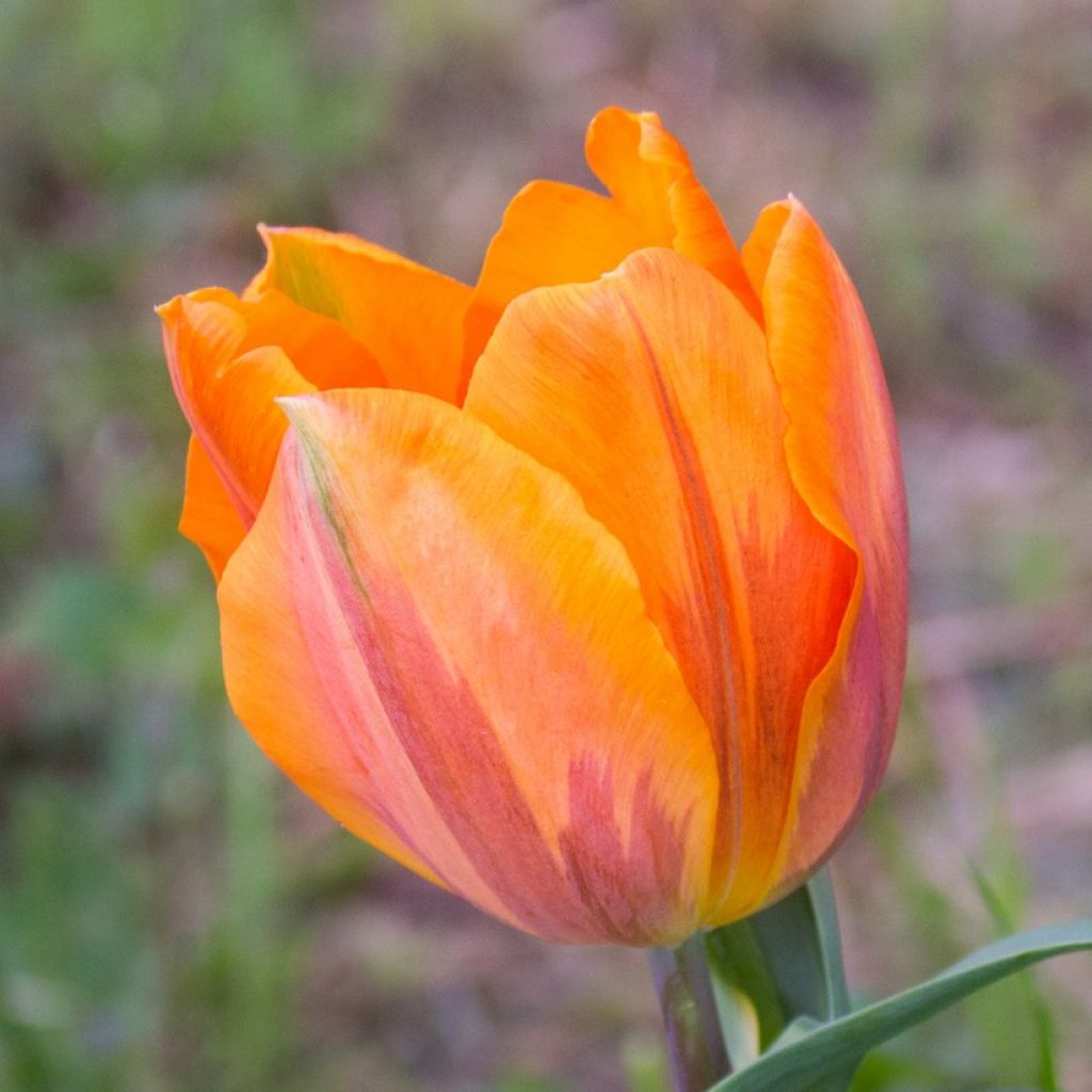 Triumftulppaani Prinses Irene