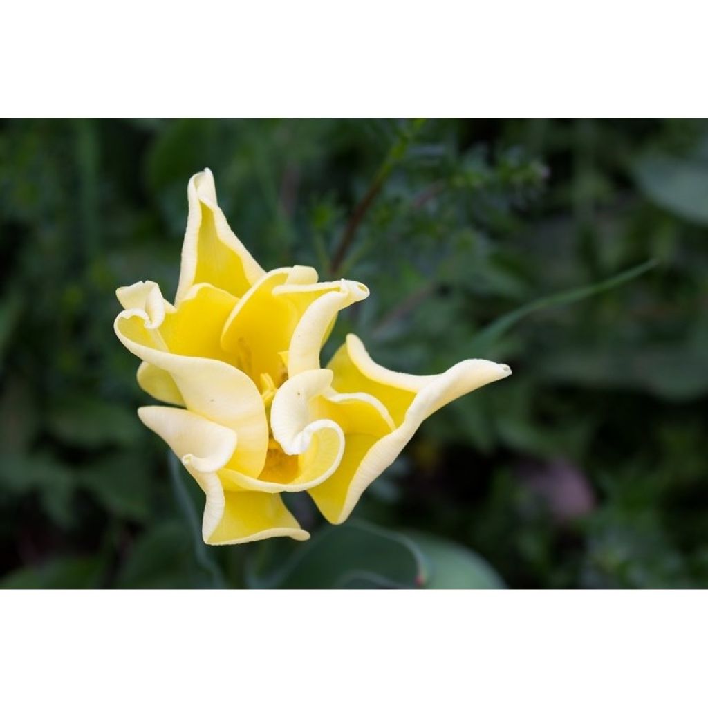 Triumftulppaani Yellow Crown