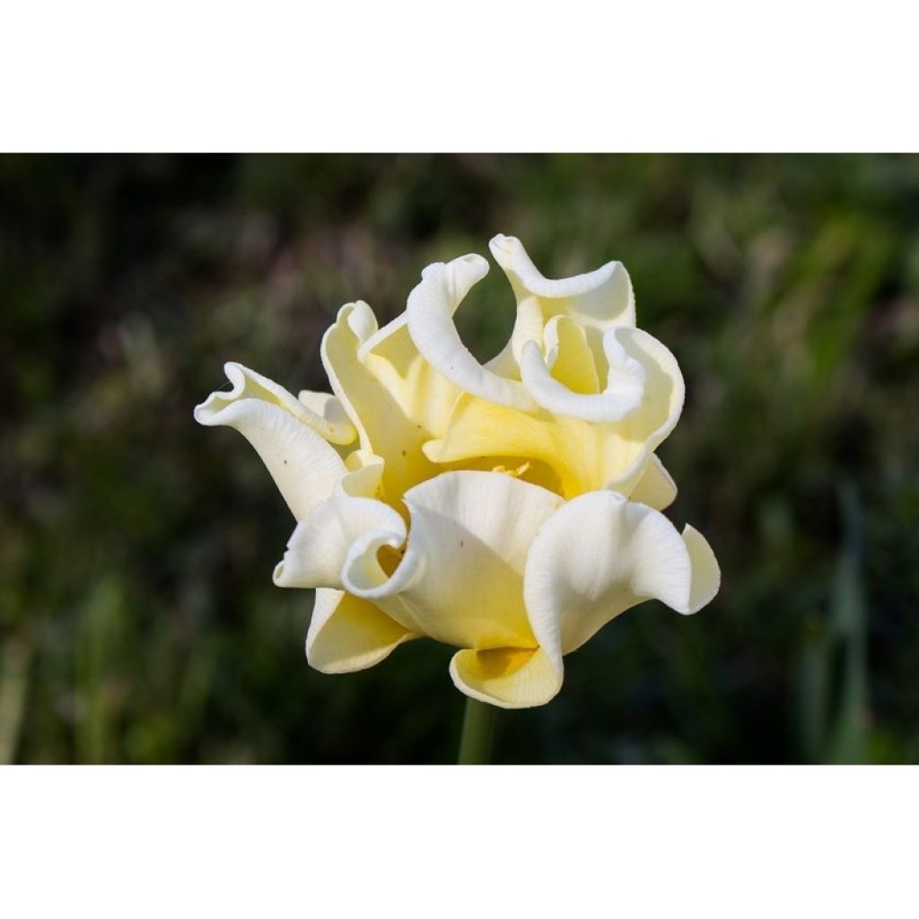 Triumftulppaani Yellow Crown