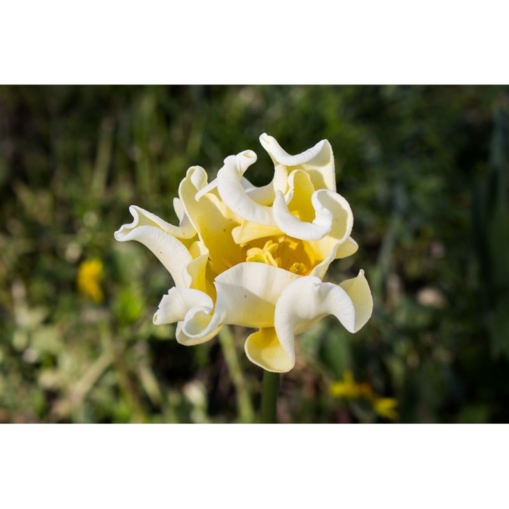Triumftulppaani Yellow Crown