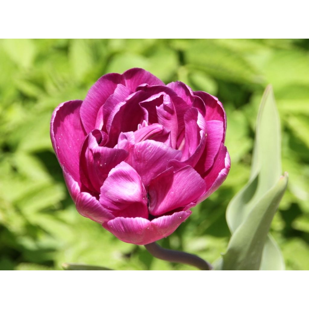 Myöhäinen kerrottu tulppaani Blue Diamond