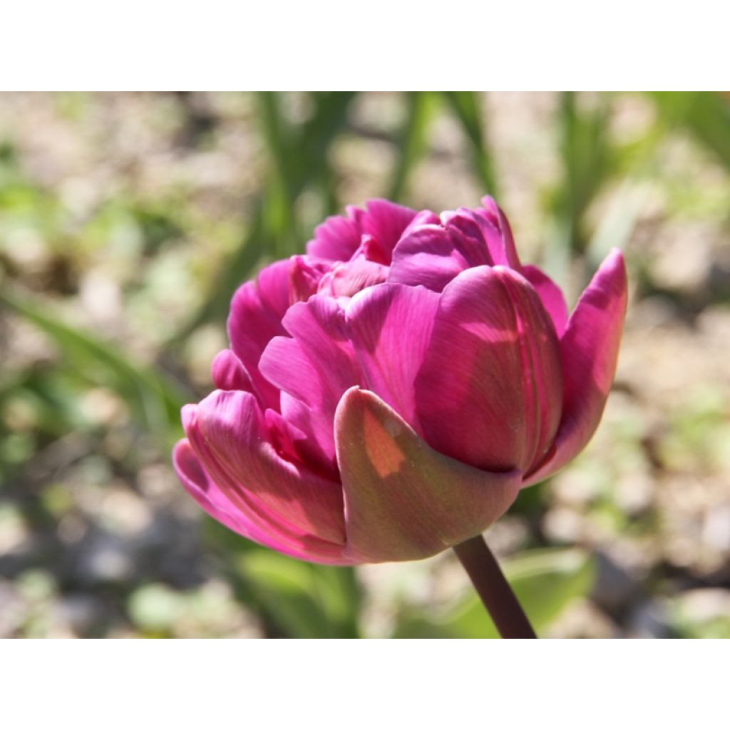 Myöhäinen kerrottu tulppaani Blue Diamond
