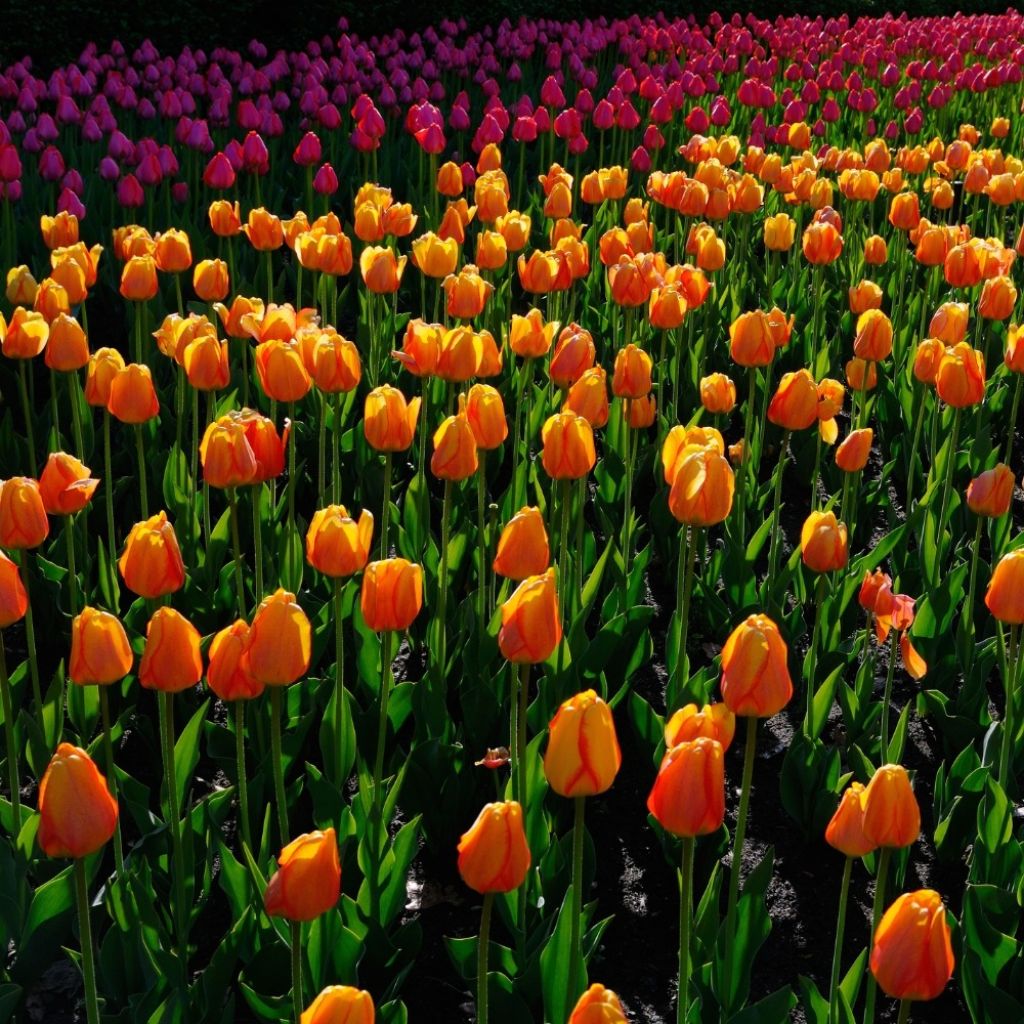 Darwinhybriditulppaani Blushing Apeldoorn