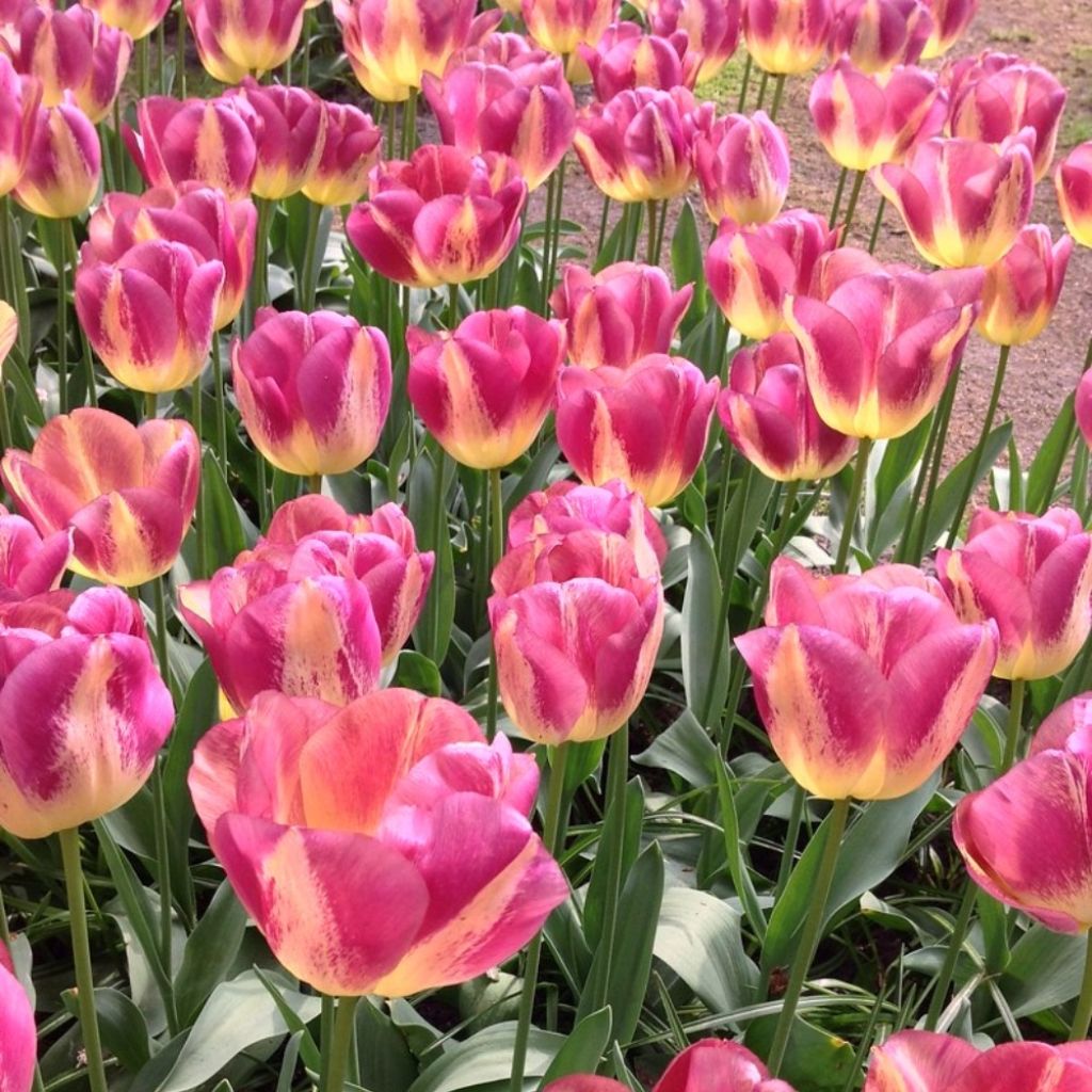 Triumftulppaani Boston