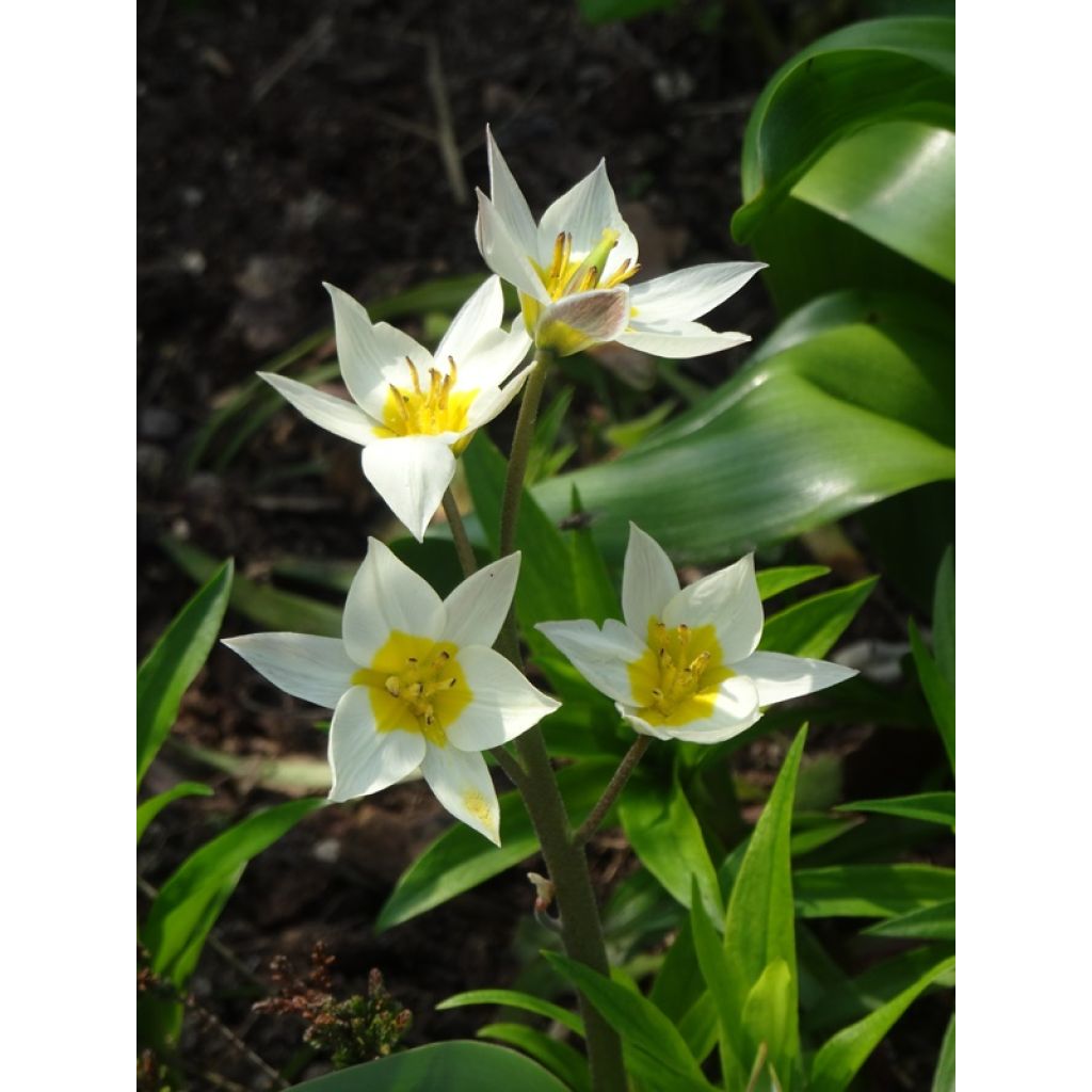 Kääpiötulppaani - Tulipa turkestanica