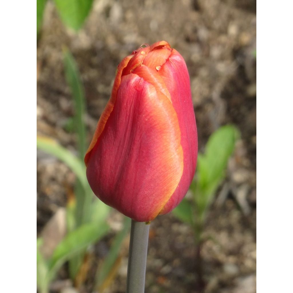 Triumftulppaani Brown Sugar