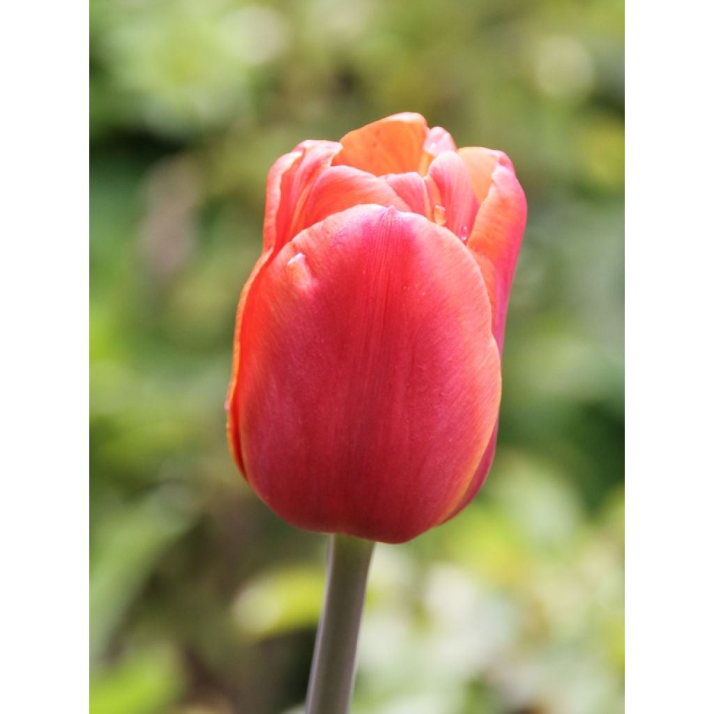 Triumftulppaani Brown Sugar