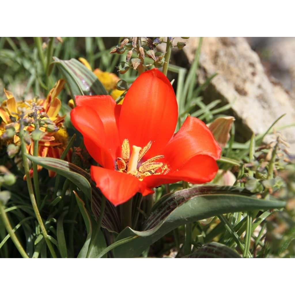 Greigii-tulppaani Petit Chaperon Rouge
