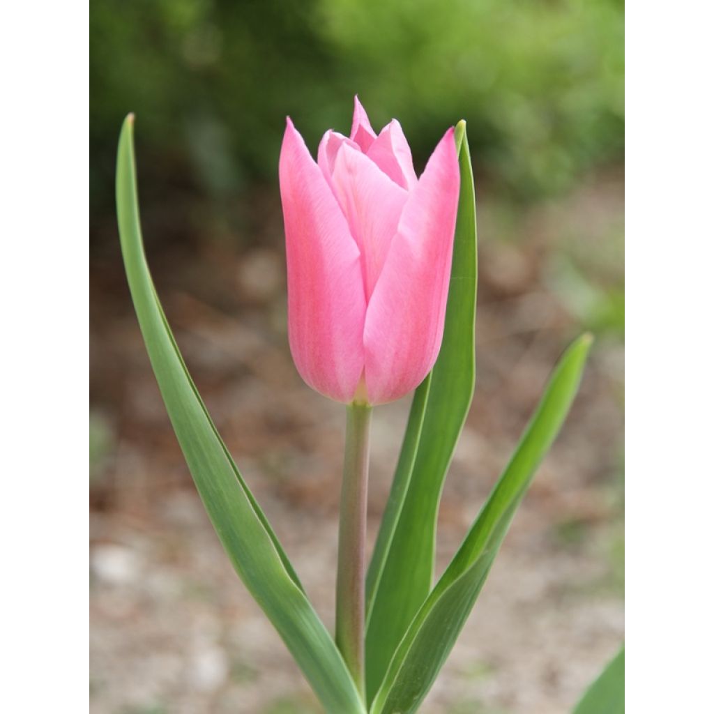 Liljatulppaani China Pink