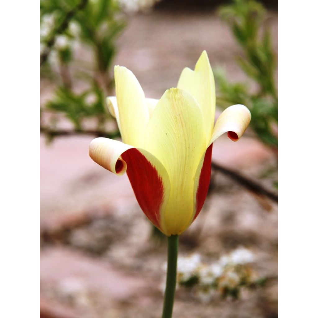 Italiantulppaani Cynthia