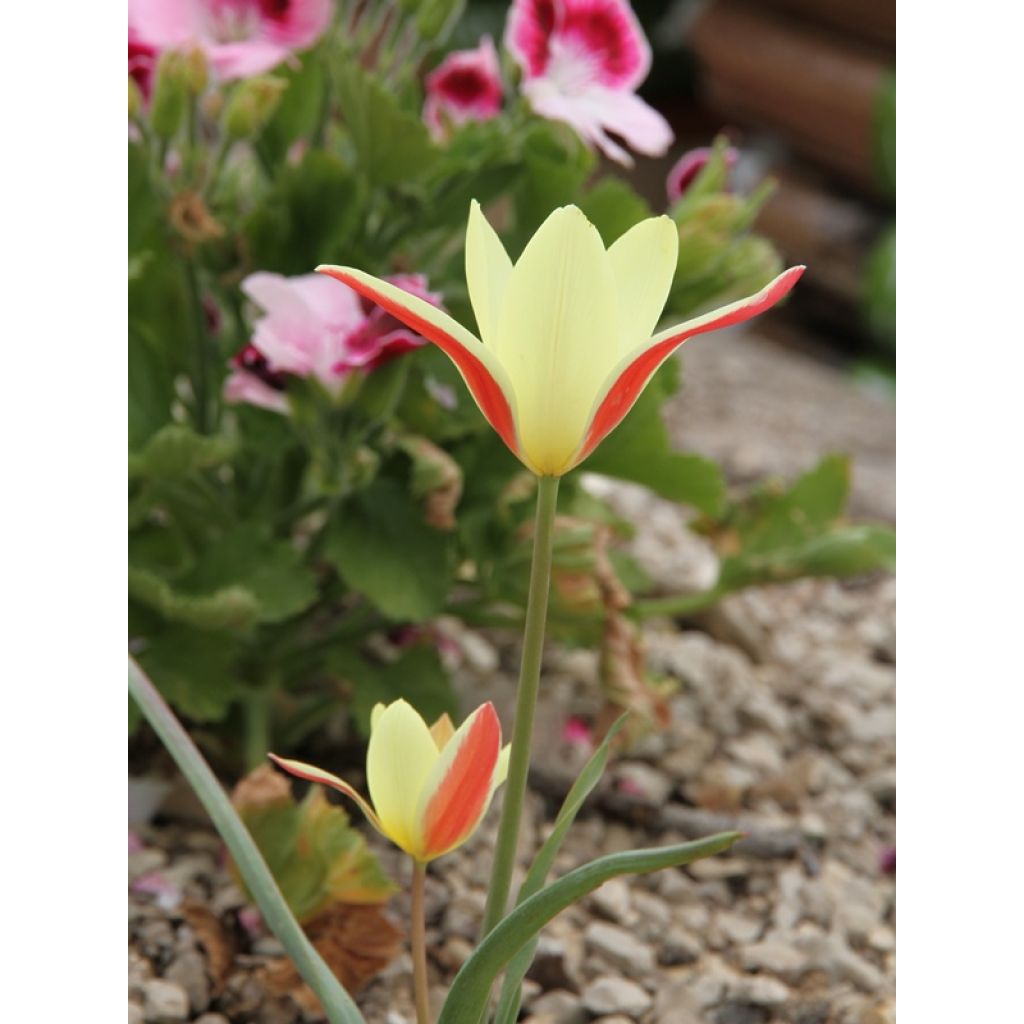 Italiantulppaani Cynthia