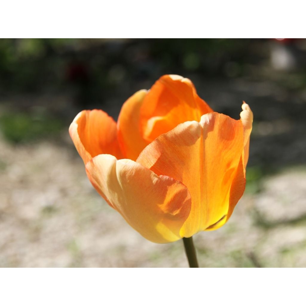 Darwinhybriditulppaani Daydream