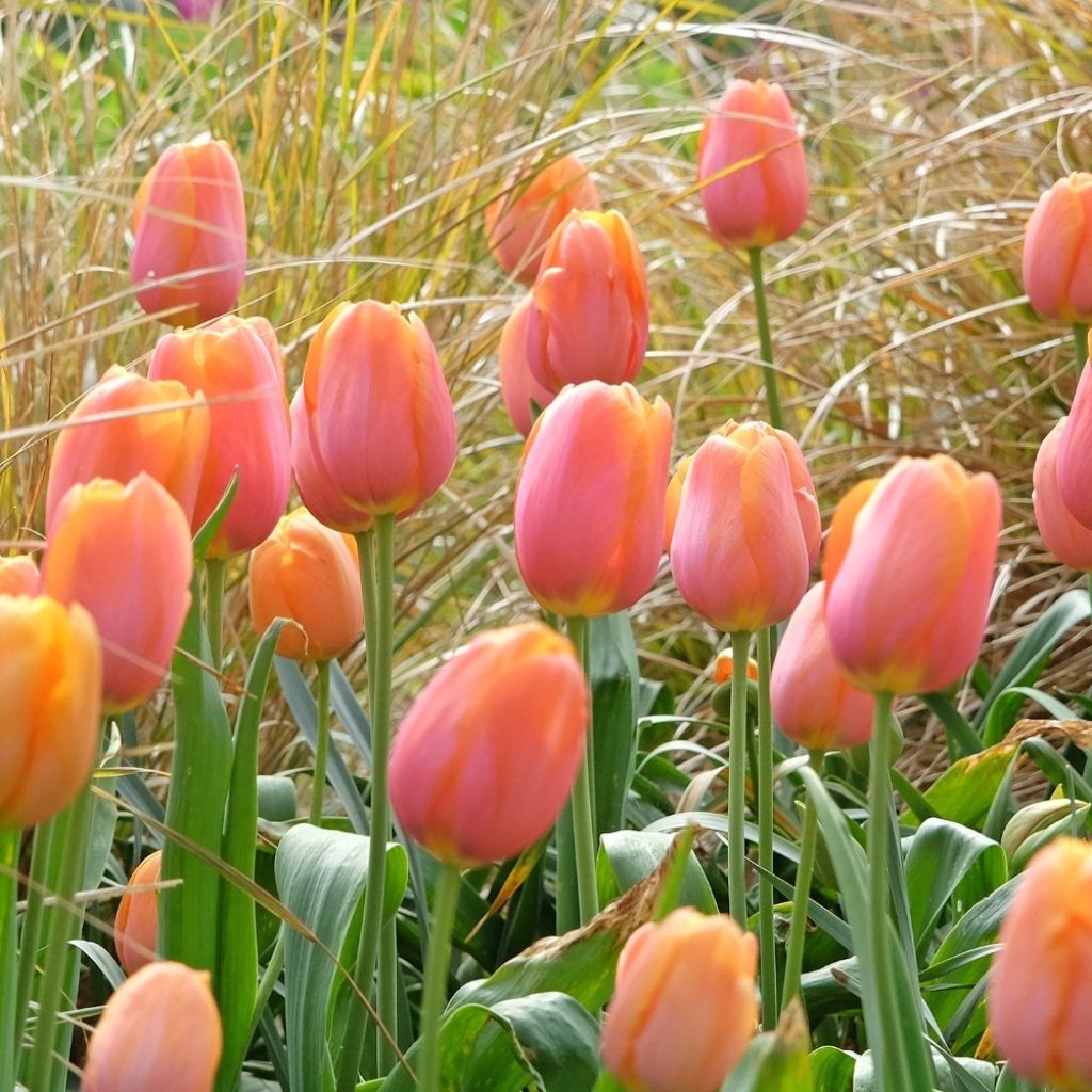 Myöhäinen yksinkertainen tulppaani Dordogne