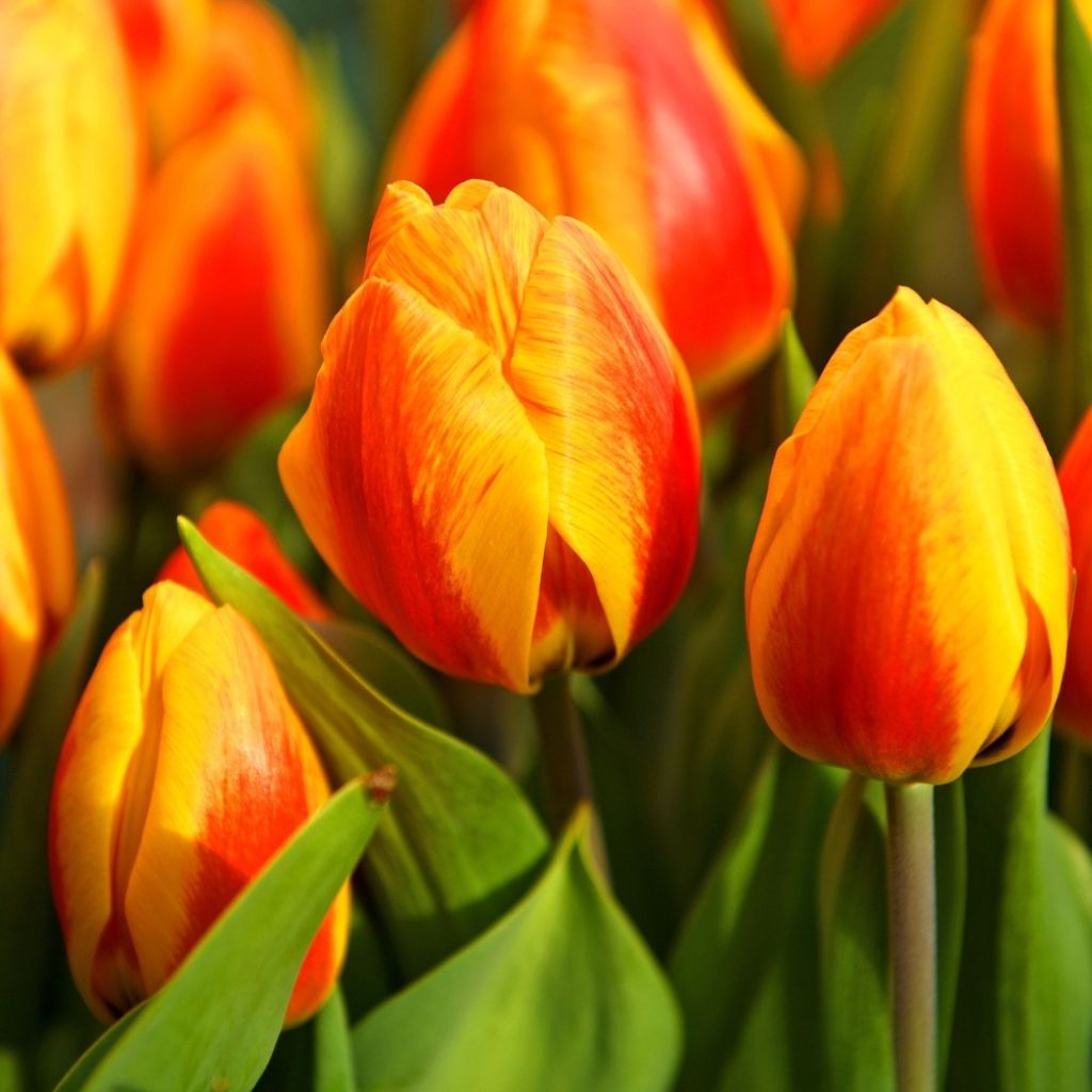 Varhainen yksinkertainen tulppaani Flair