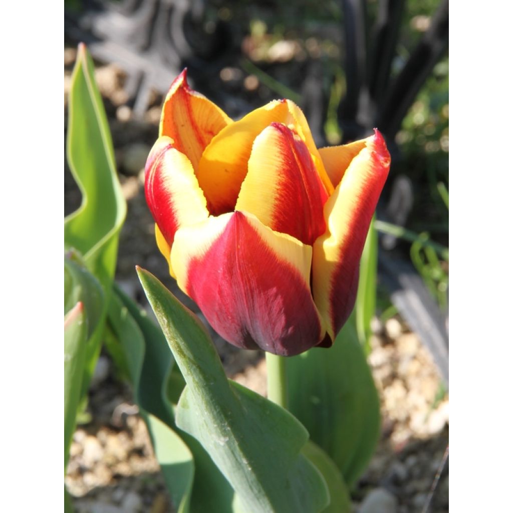 Triumftulppaani Gavota