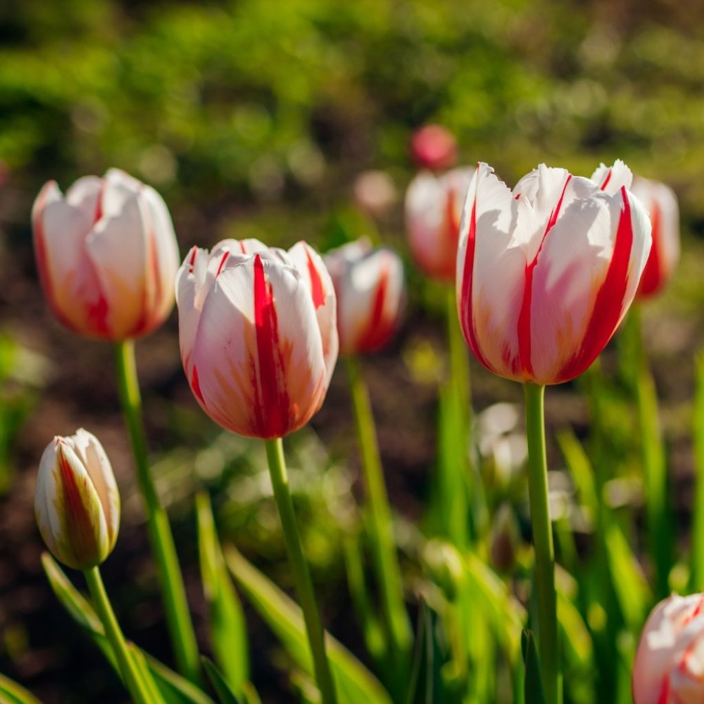 Triumftulppaani Happy Generation