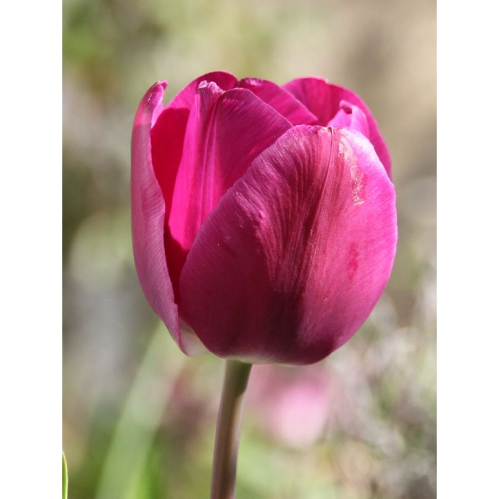 Triumftulppaani Passionale