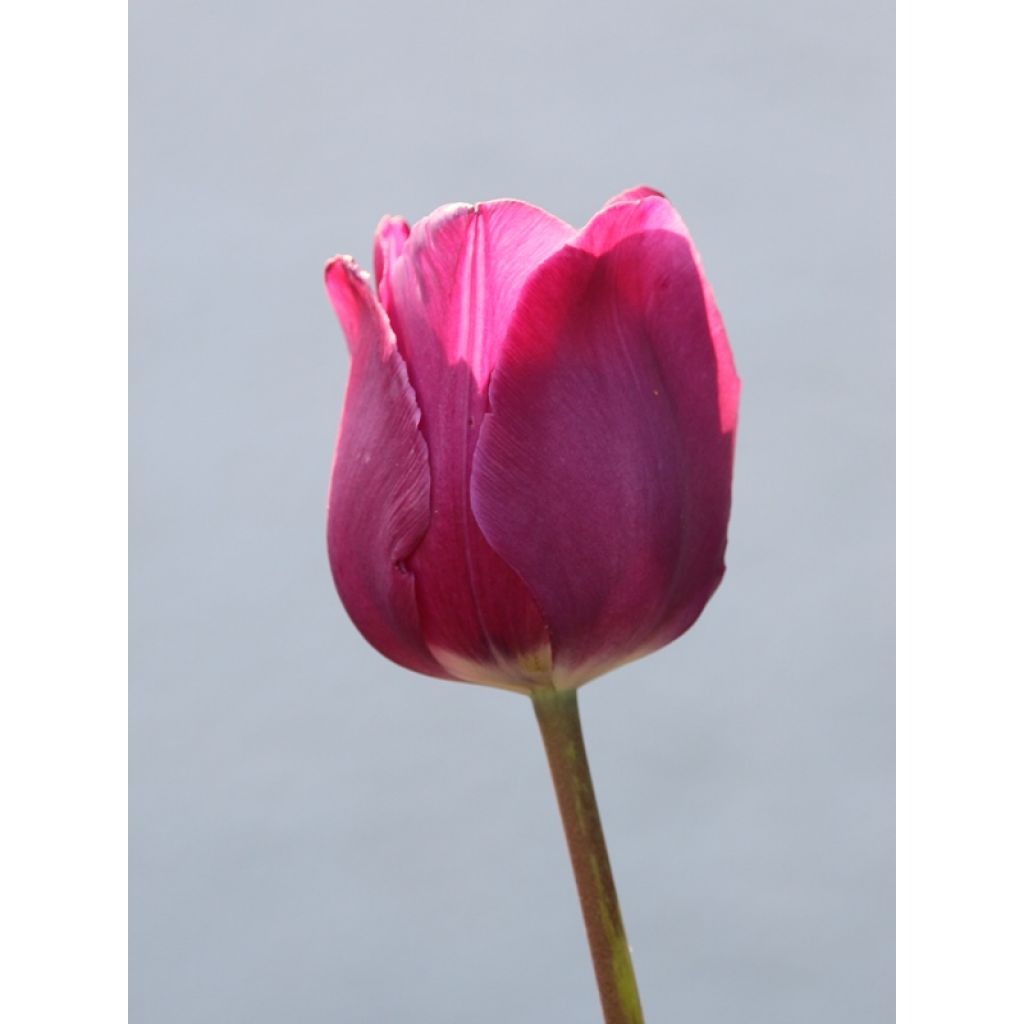 Triumftulppaani Passionale