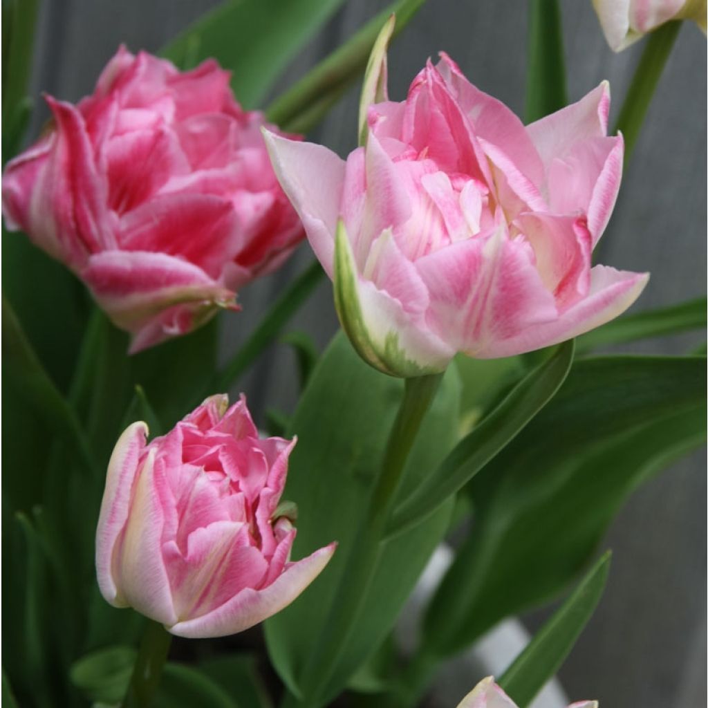 Varhainen kerrottu tulppaani Peach Blossom