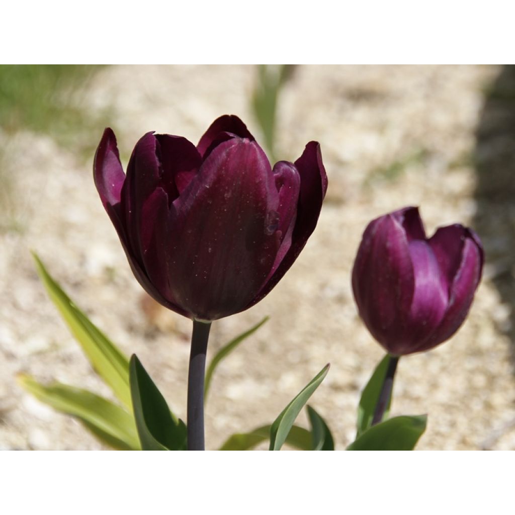 Myöhäinen yksinkertainen tulppaani Recreado