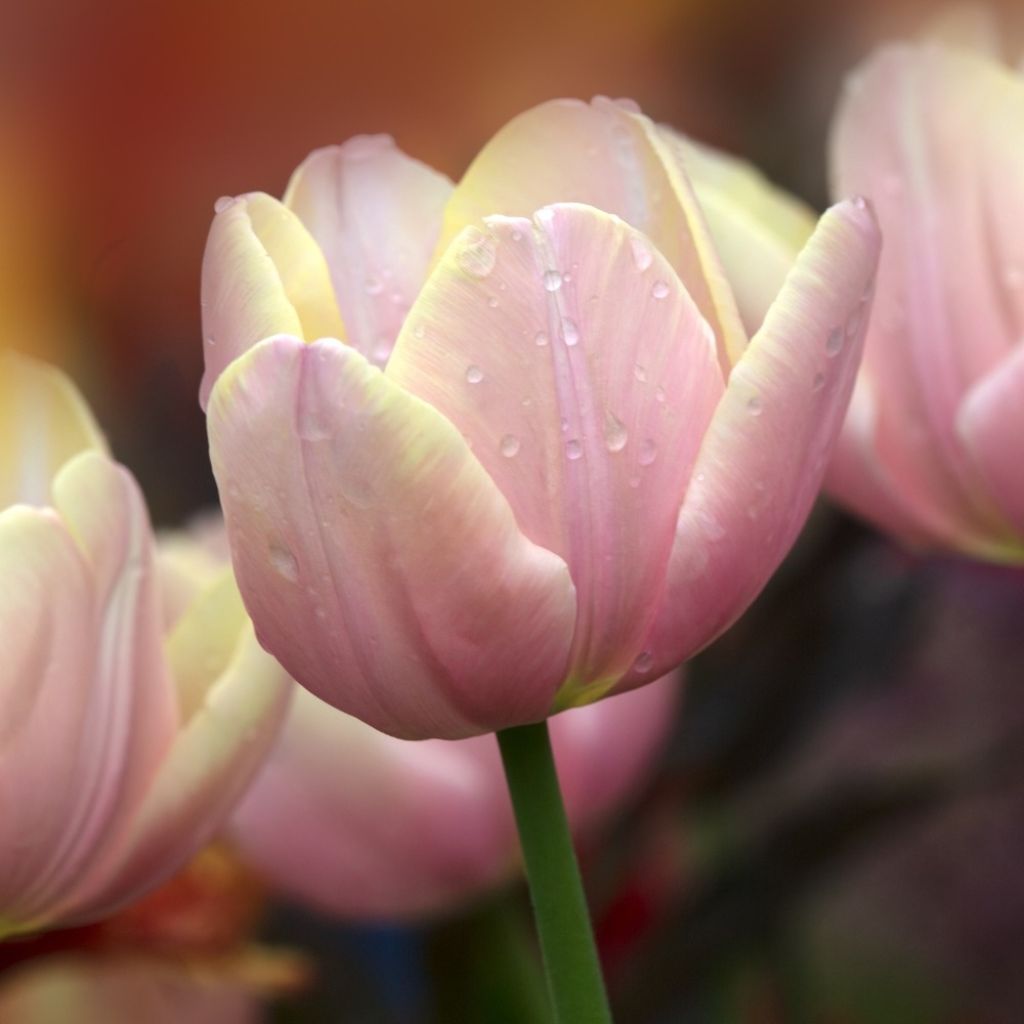 Triumftulppaani Mango Charm