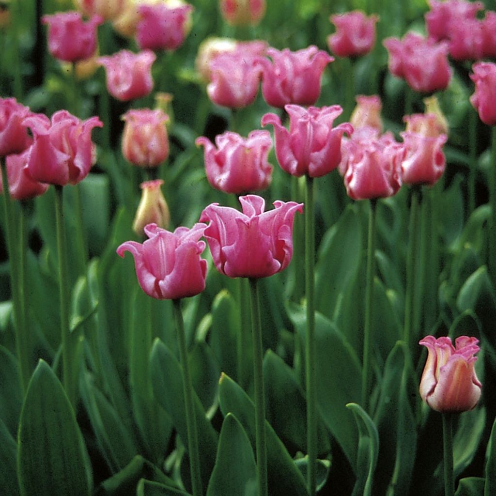Myöhäinen yksinkertainen tulppaani Picture