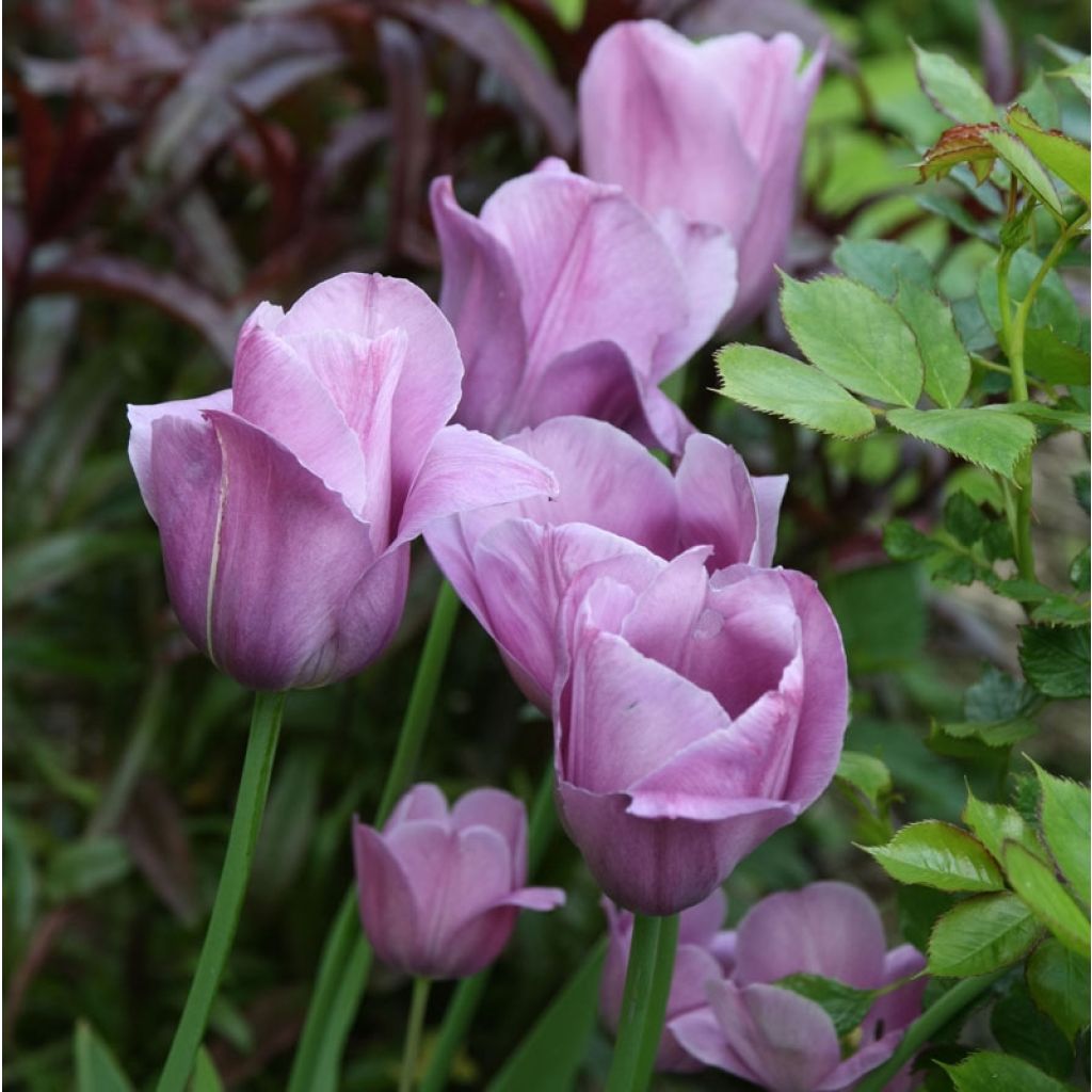Myöhäinen yksinkertainen tulppaani Violet Beauty
