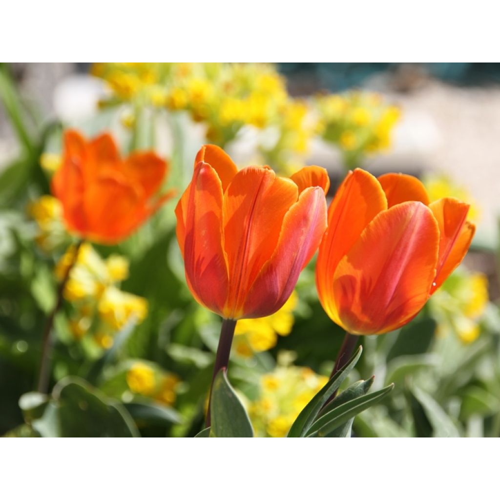 Triumftulppaani Prinses Irene
