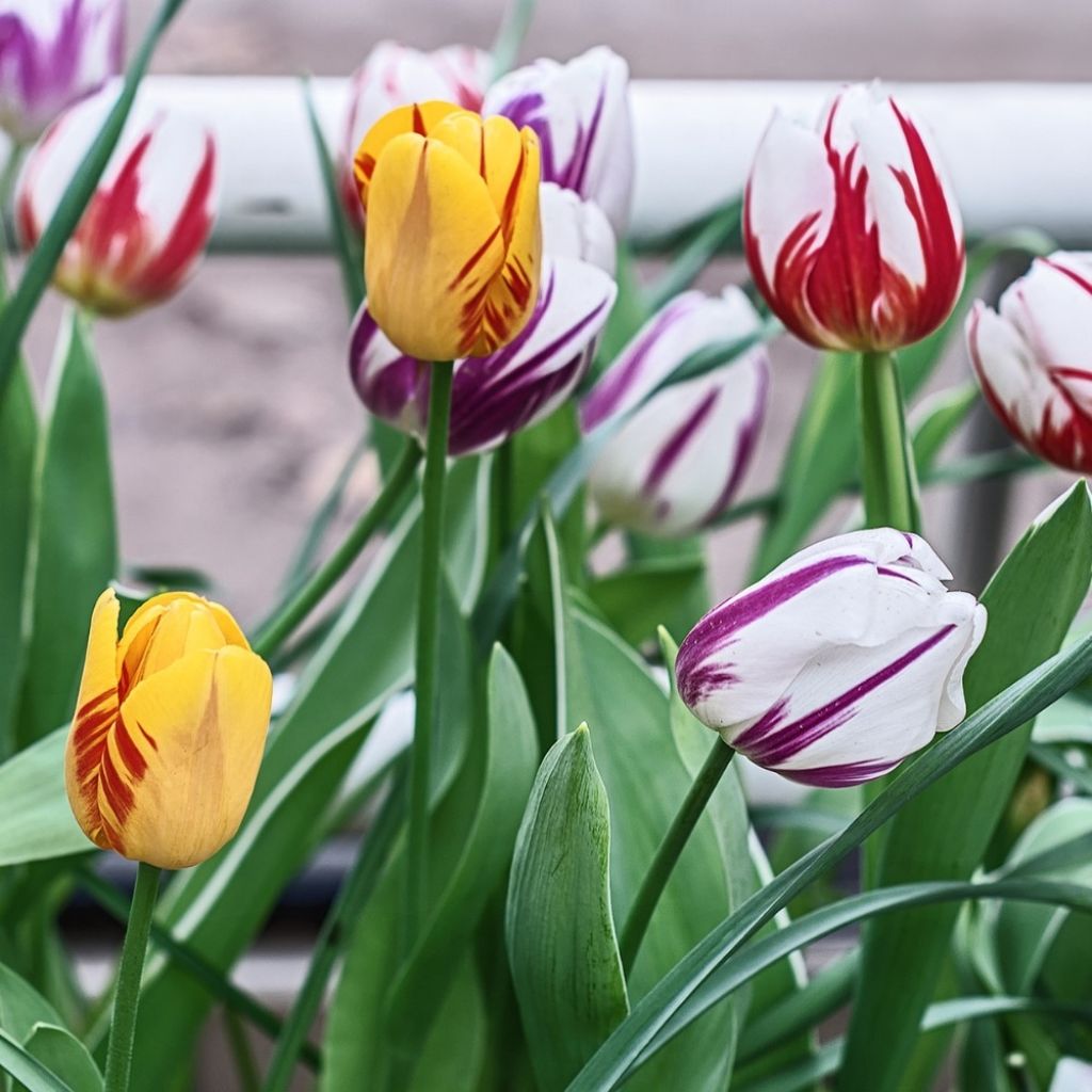 Kasvitieteellinen tulppaani Rembrandt Mix