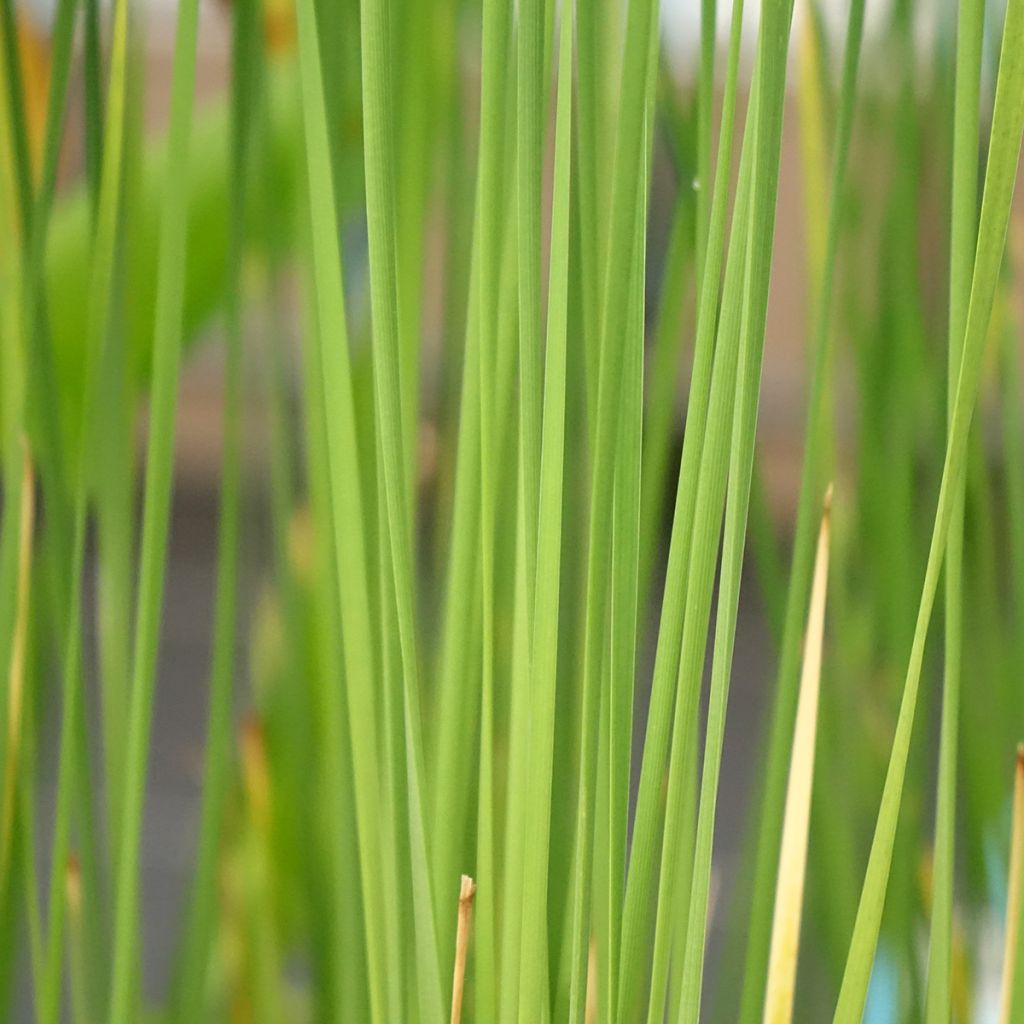 Siro-osmankäämi - Typha laxmannii